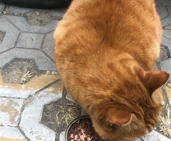 男子起床喂狗,发现猫咪躲在角落不敢动 男子起床喂狗,发现猫咪躲在角落不敢动