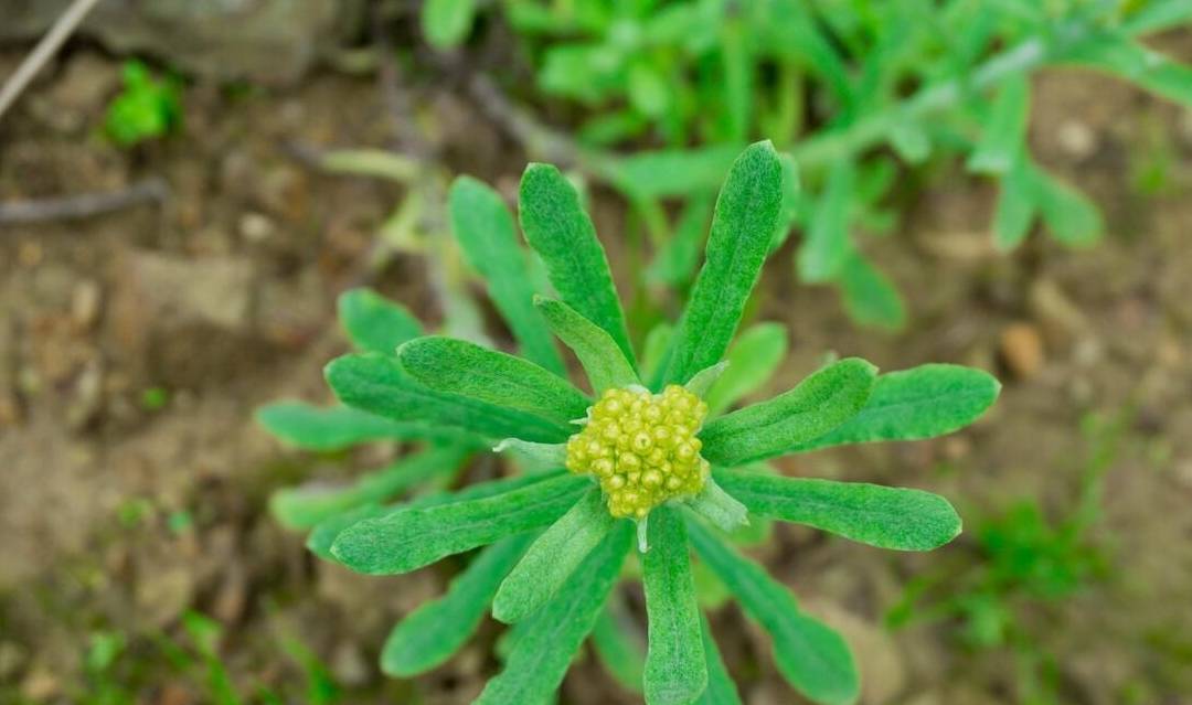 益母草花（益母草花可以吃吗有毒吗） 第5张