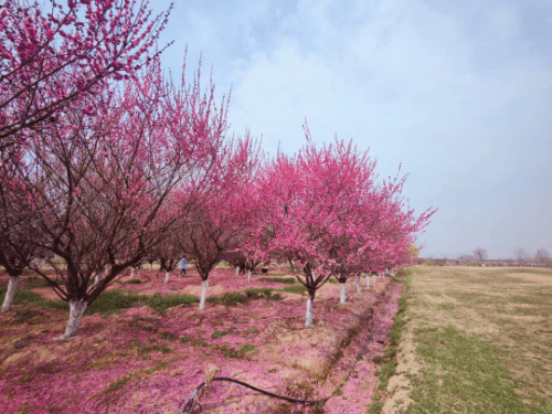 看万亩桃花,品地道美食,肥东缤纷一日游等你来_梁园_挂面_休闲