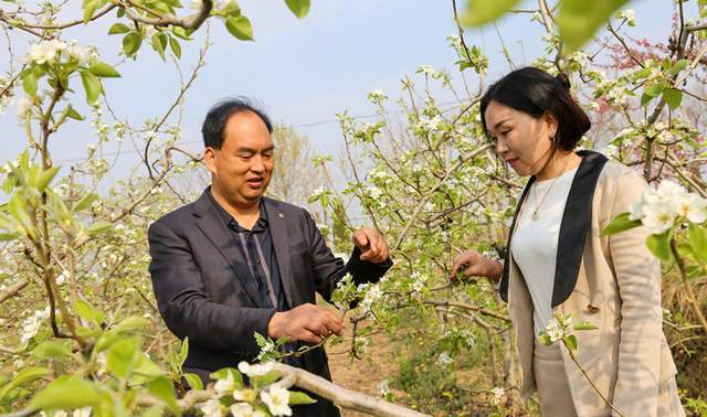 夏县:一村多品 助农增收_乡村_酥梨_水头镇