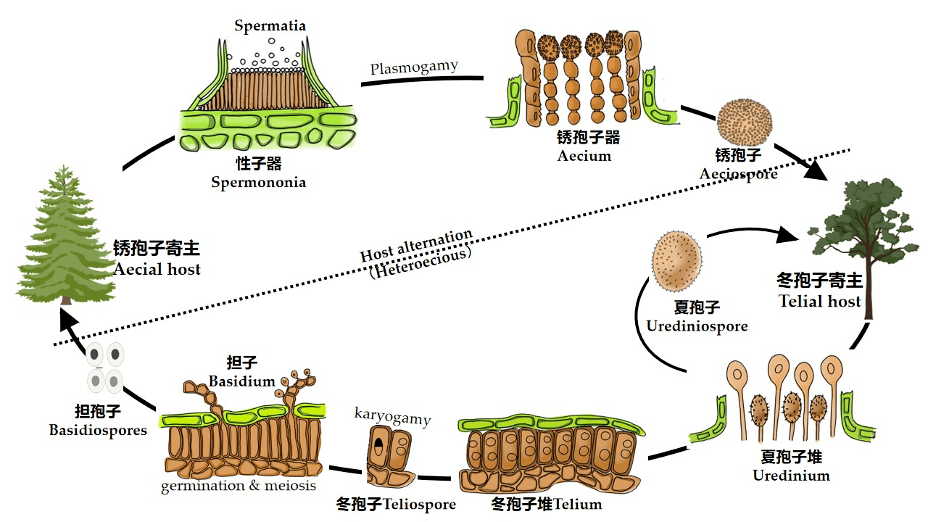 中科院微生物所蔡磊团队:揭示植物病原锈菌主要特征的演化时序并更新