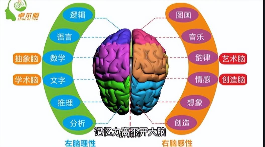6岁孩子全脑开发科学用脑怎样培养?_大脑_运动_锻炼