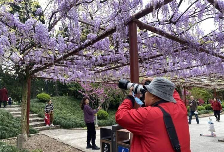 紫了!嘉定今年第一波紫藤花已盛开_游客_盛花期_朋友