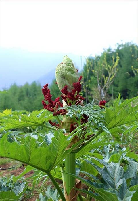 分享一味抗癌中药