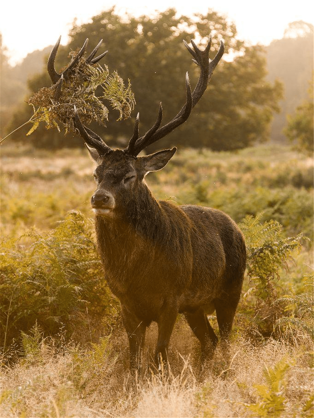通常,成年的雄鹿会长出8个叉的鹿角,所以得名"八叉鹿".
