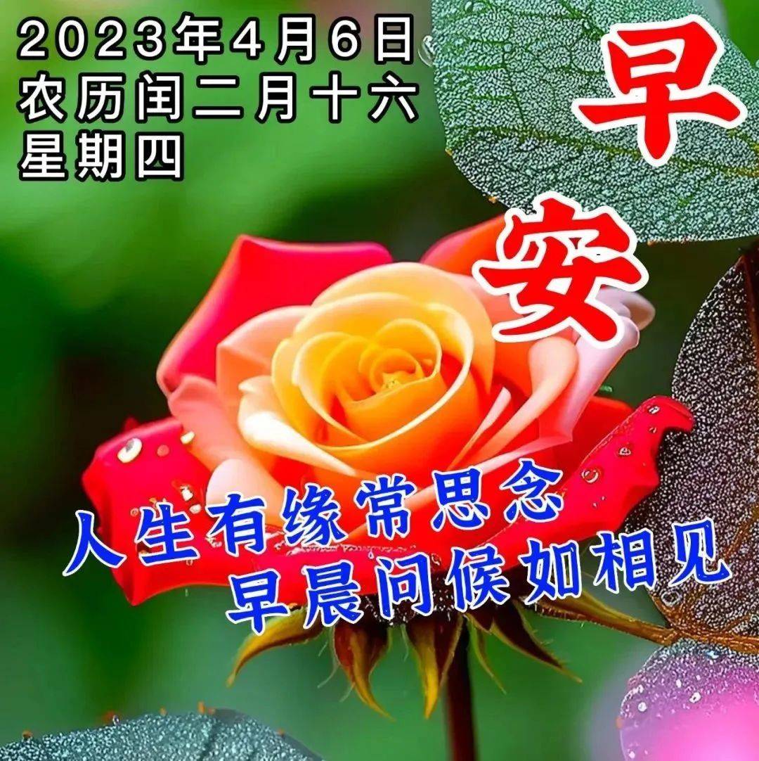 2023年4月6日星期四早上好問候祝福動態表情圖片 週四最新早安問候