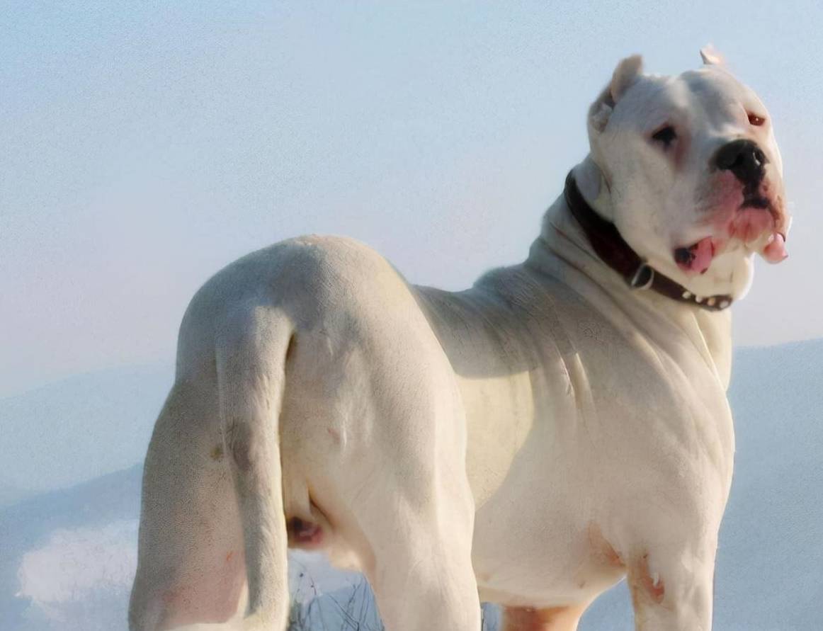 这几种狗实在"太凶了",路人看到都会躲_狗狗_主人_藏獒