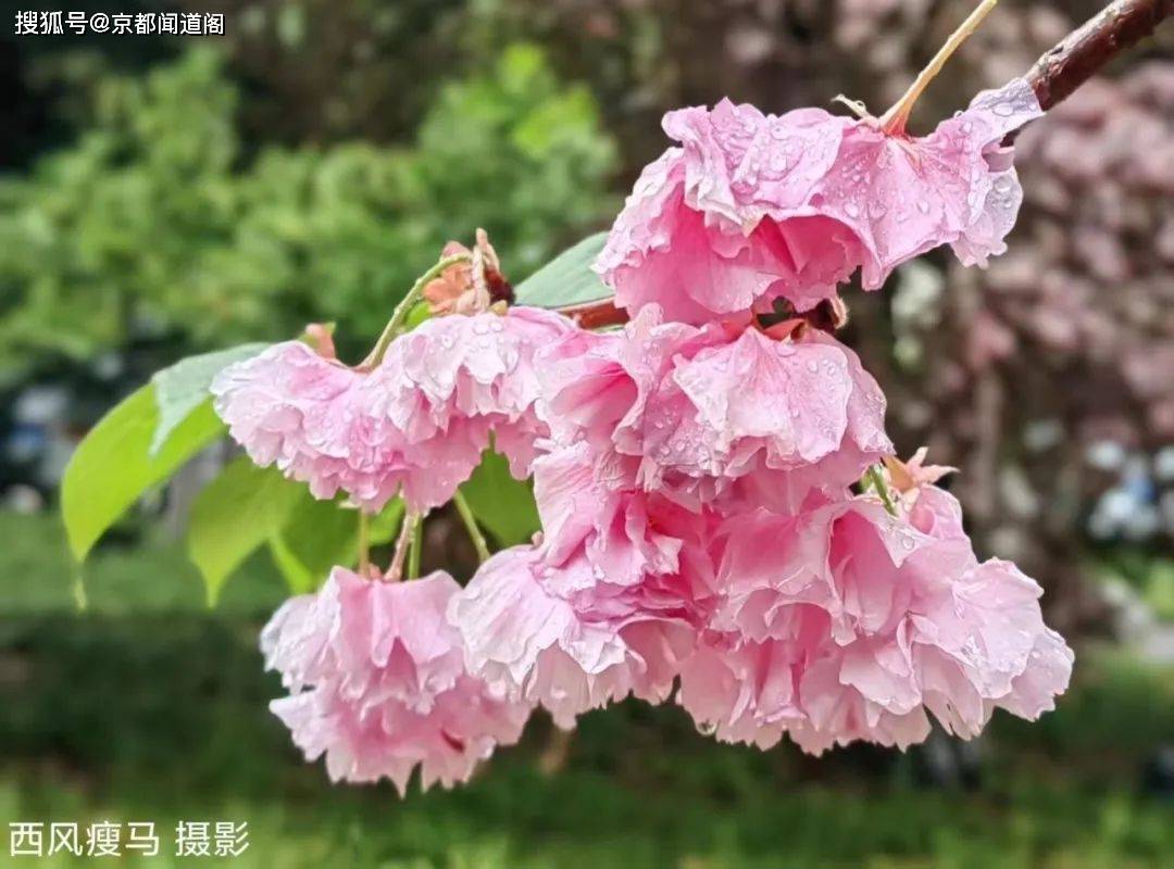光影诗章:清明樱花雨(外一首)_摄影_西风_图片