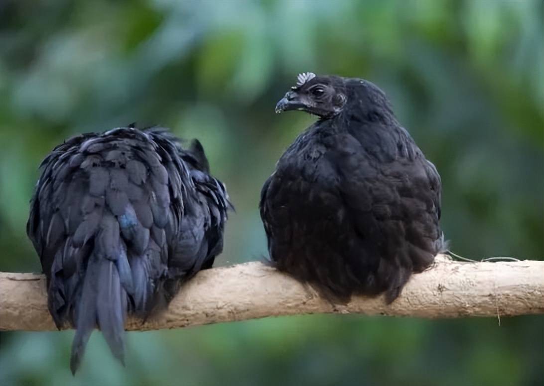 大山飞出来的"黑凤凰"_略阳_乌鸡_陕西省