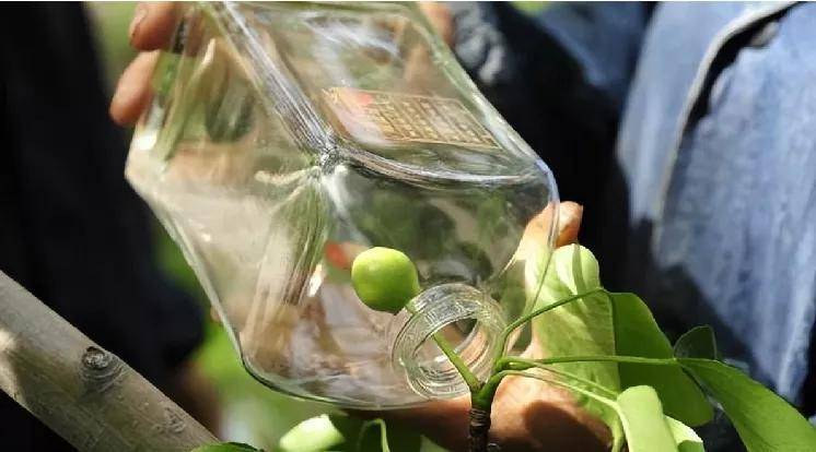 酿酒_容量_茅台