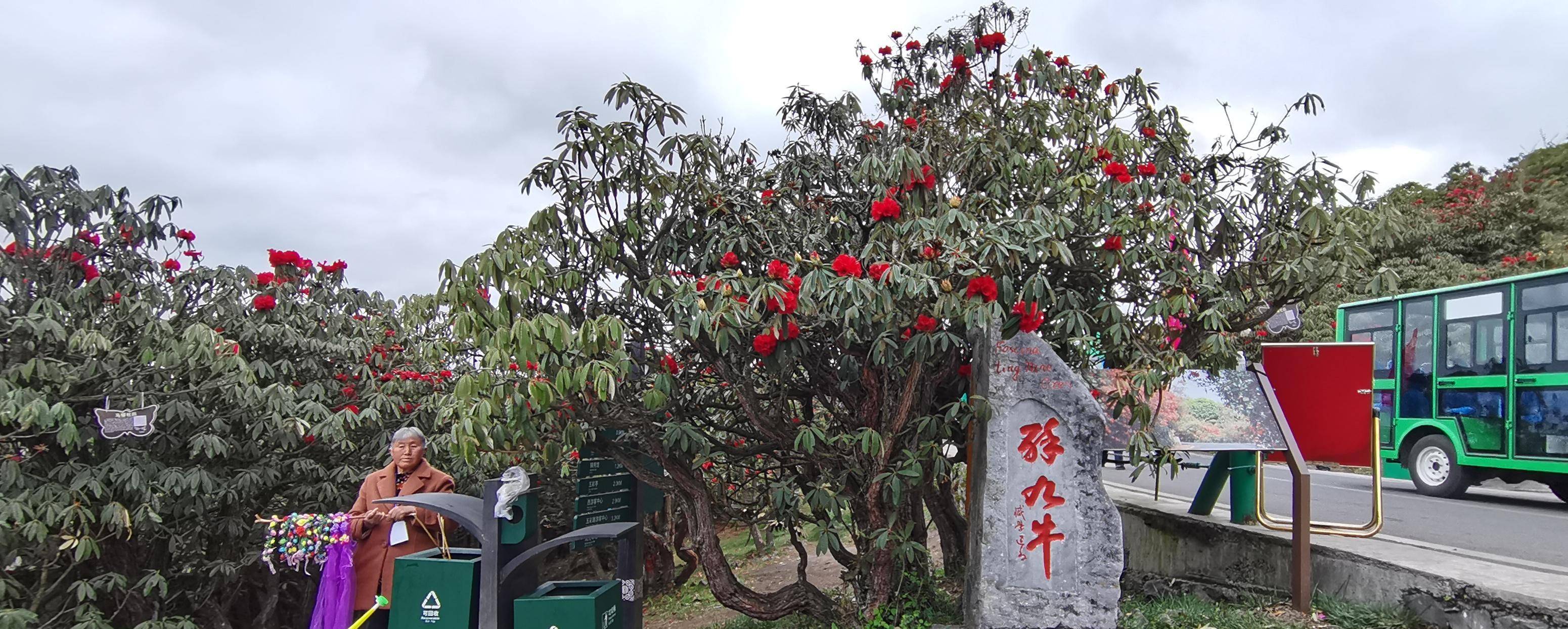 千年杜鹃花王图片