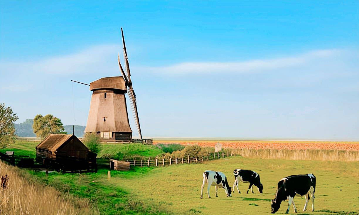 荷兰亨利·威利格奶酪农场:特色奶酪全产业链模式及服务体系分享
