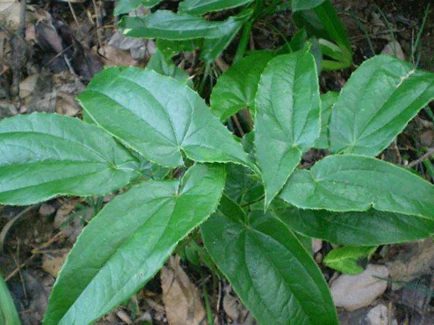 植物壮阳草药图片大全图片