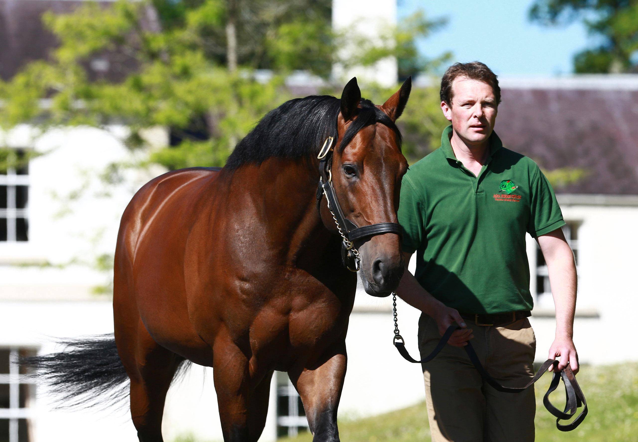 中国富豪培育"世界马王",为母马配种一次收117万元_崔宝荣_香港_海都