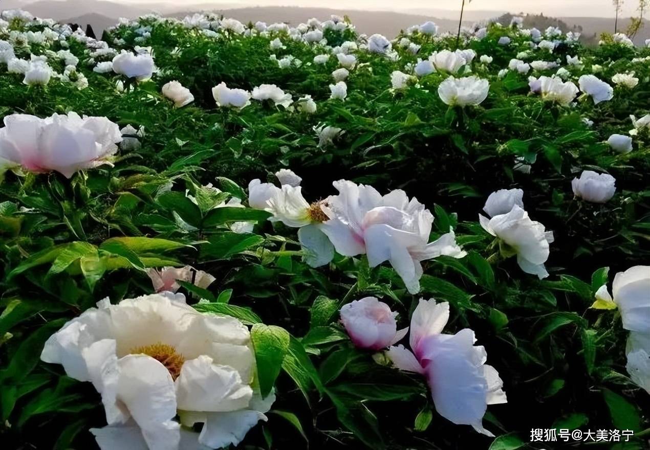 牡丹花水（牡丹花水墨画图片） 第10张