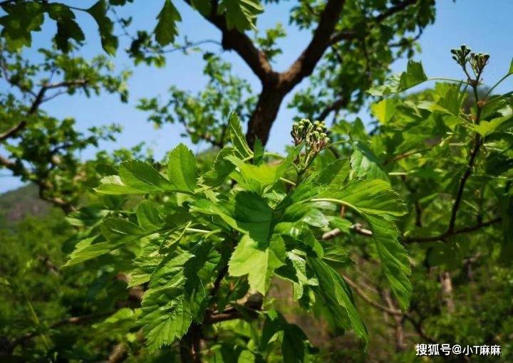 椴树花（椴树花开阅读理解答案老逄） 第3张