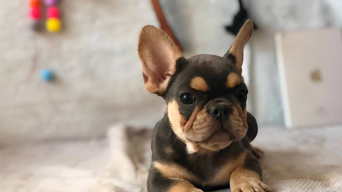 法斗犬的价格:法国斗牛犬多少钱一只?如何饲养?这篇文章可以