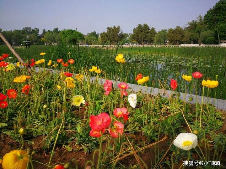 椴树花（椴树花开阅读理解答案老逄） 第16张