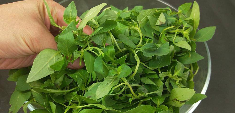 夏天要多吃这个菜,5分钟出锅,做法简单又好吃,上桌就被抢光光_荆芥