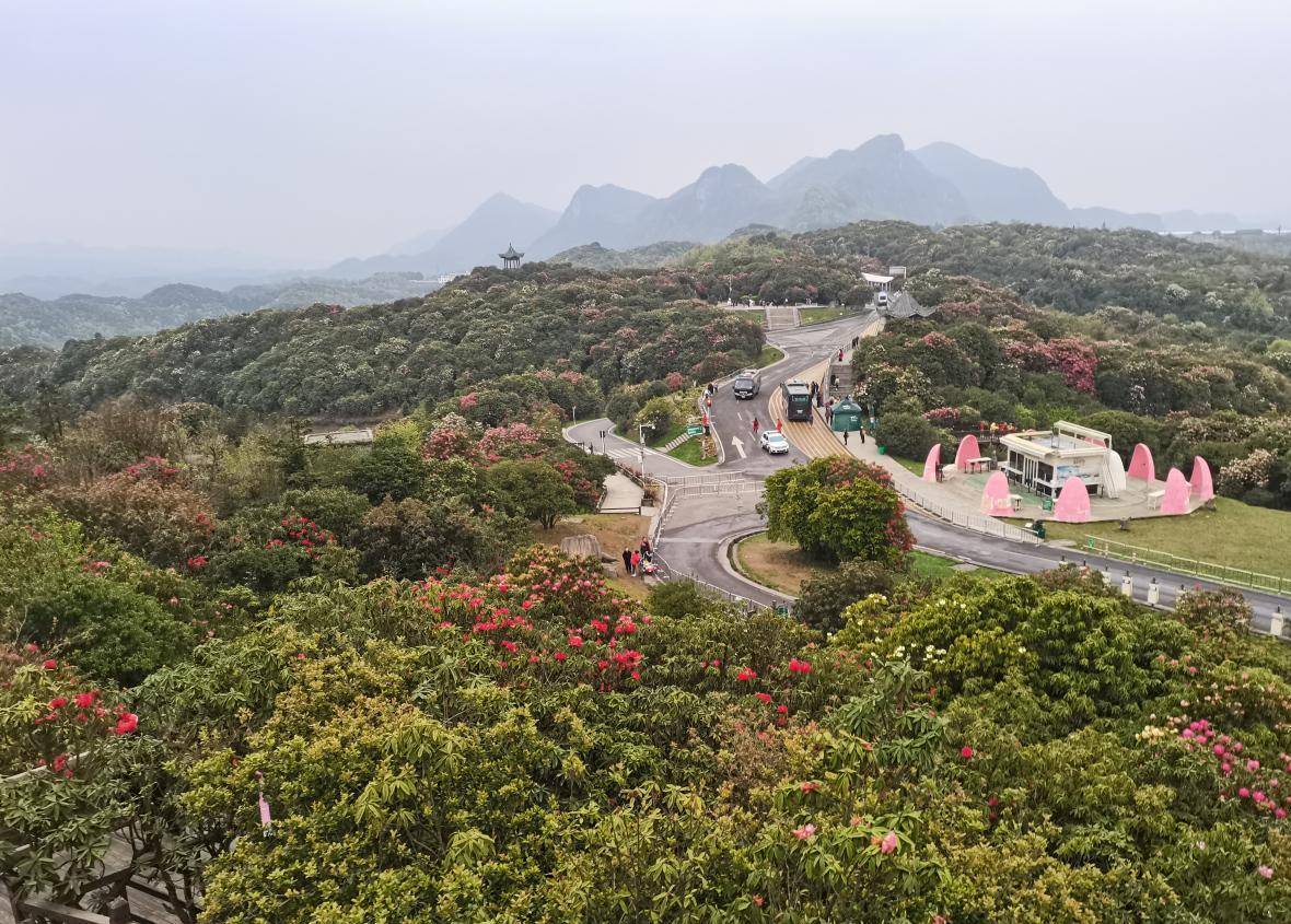 千年杜鹃花王图片