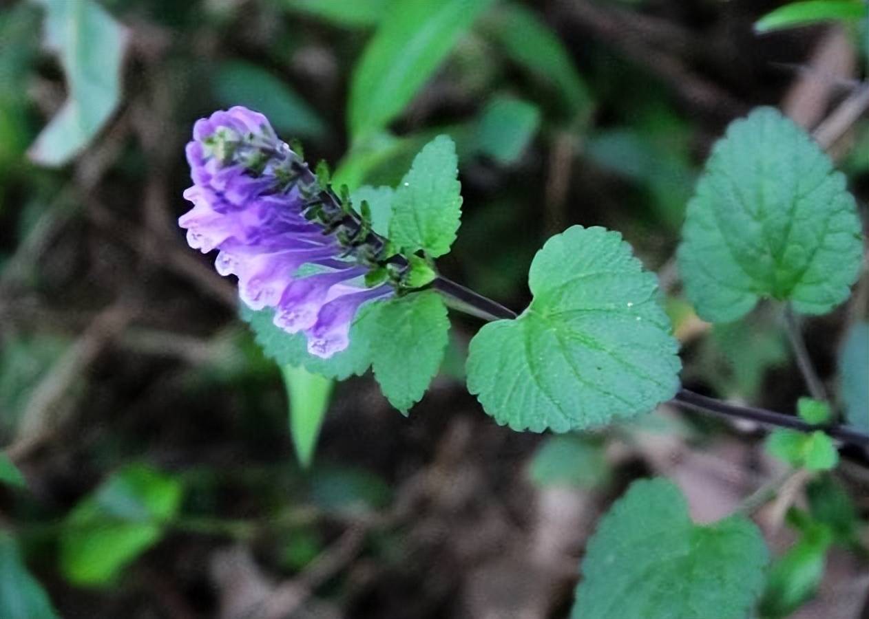 农村被称为"牙刷草",以前常用来喂羊,殊不知它的功效丰富_山林_韩信