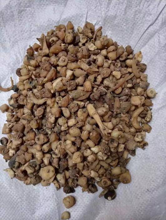 山慈菇一味清热活血化瘀的药物,为什么能治疗痛风山慈菇味甘,微辛,性