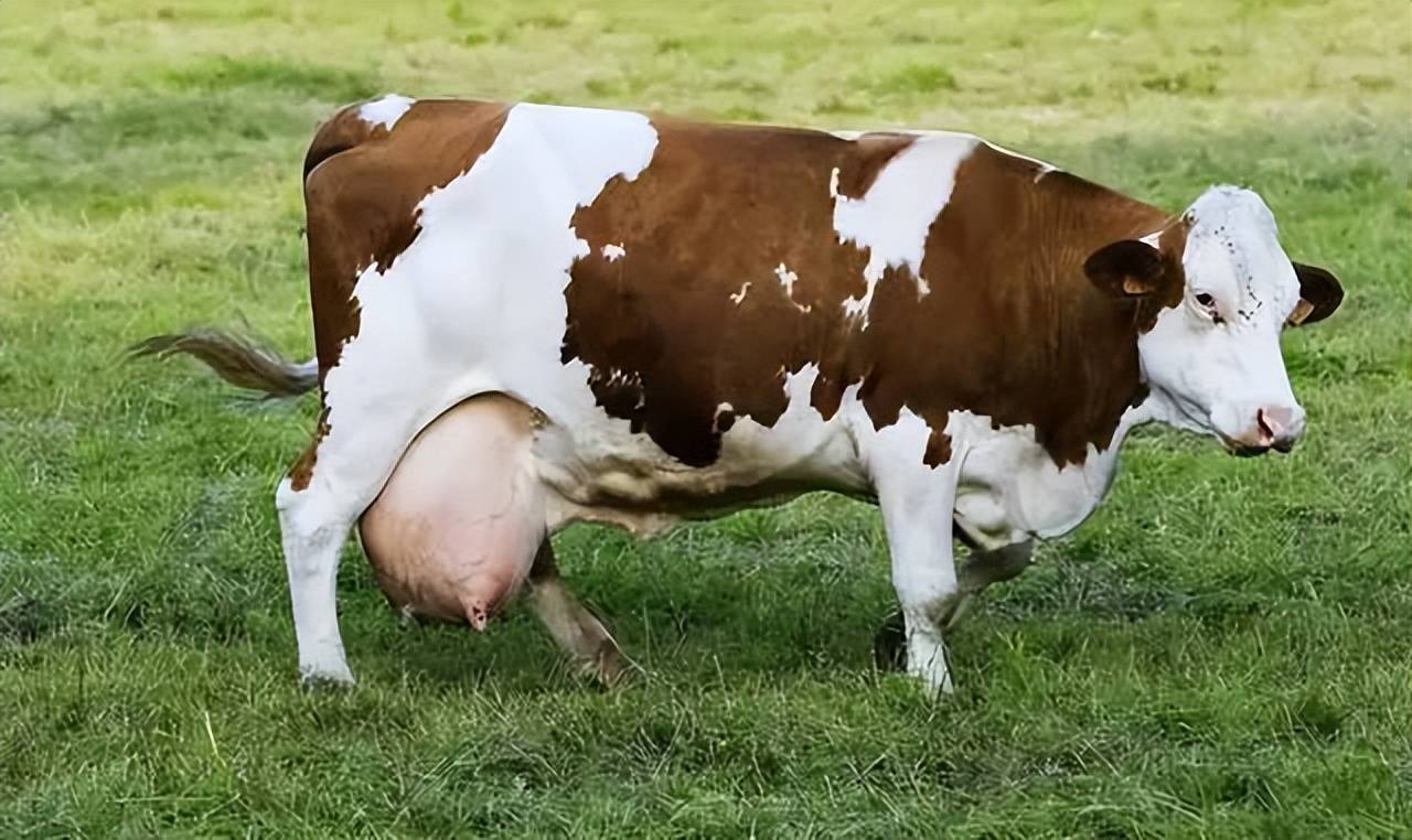 母牛临产图片