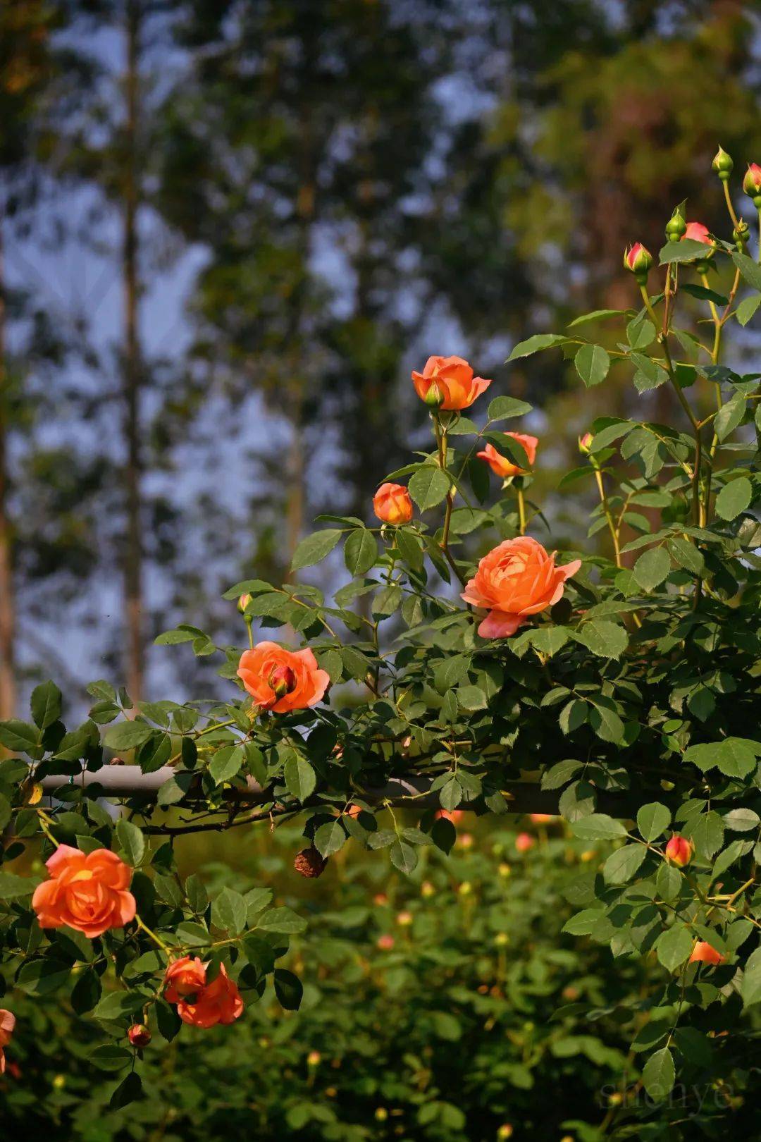 乐山这个乡村藏着百亩玫瑰花海!门票免费送!_玫瑰庄园_土主镇_土门子