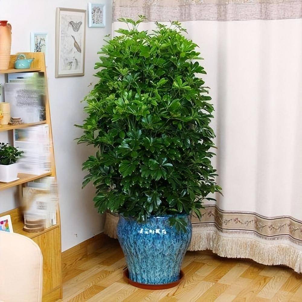 8种"喜阴花",适合养客厅,有点散光就"爆棚",养人又好养_叶片_建议