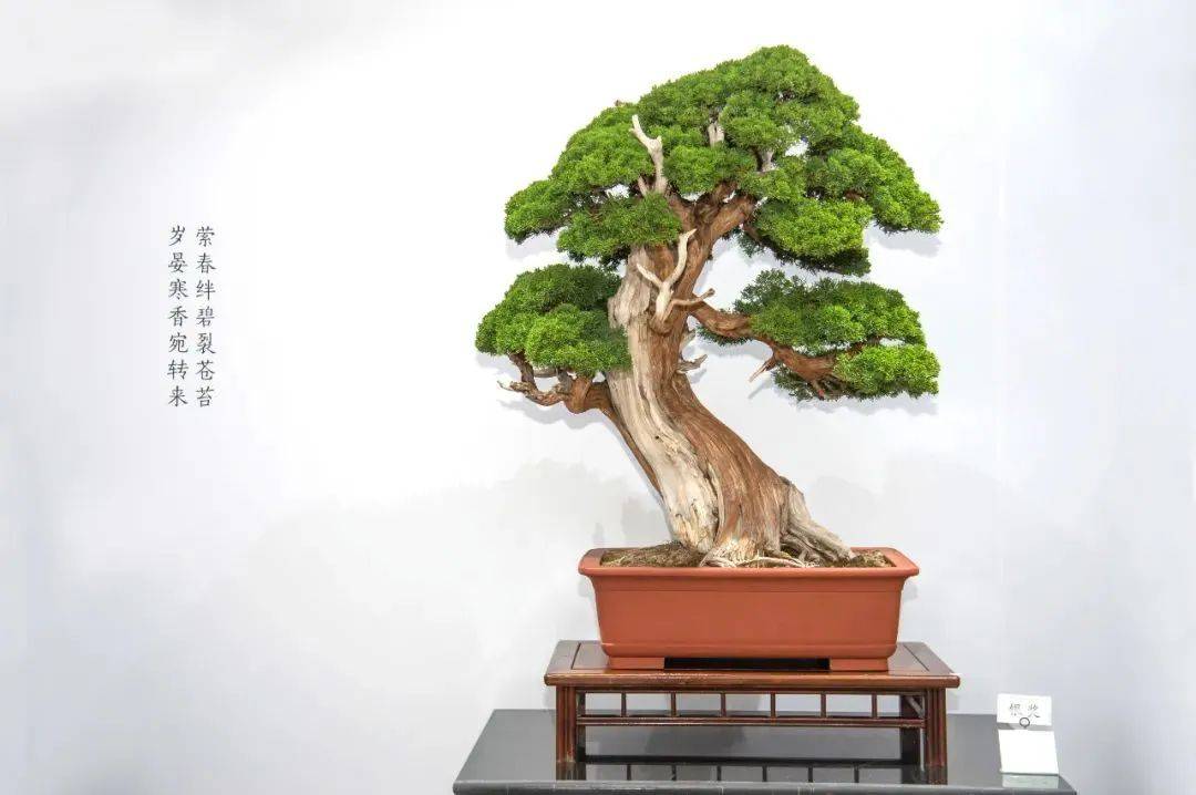 美至琅琊丨全国盆景书画展即将启幕_生活_艺术_展览