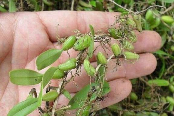 客家人把石橄榄叫做"石虾",意思就是这种植物就像虾一样鲜