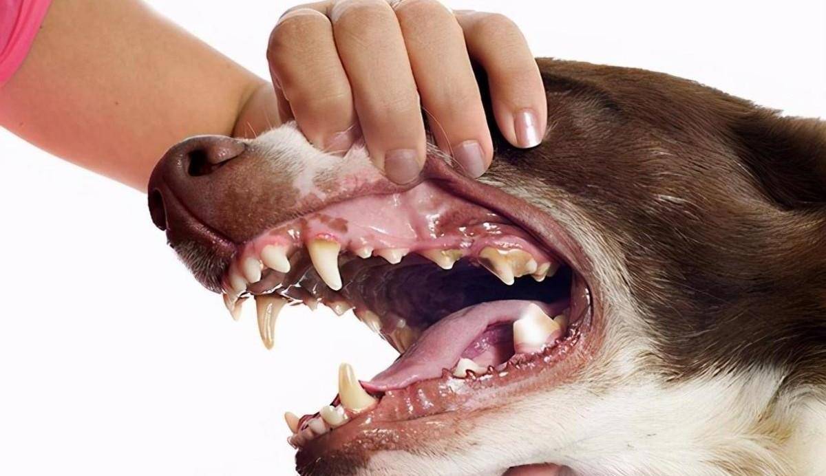 你认真看过你家狗狗的牙龈吗?变黄,变紫都是危险信号_颜色_疾病_问题