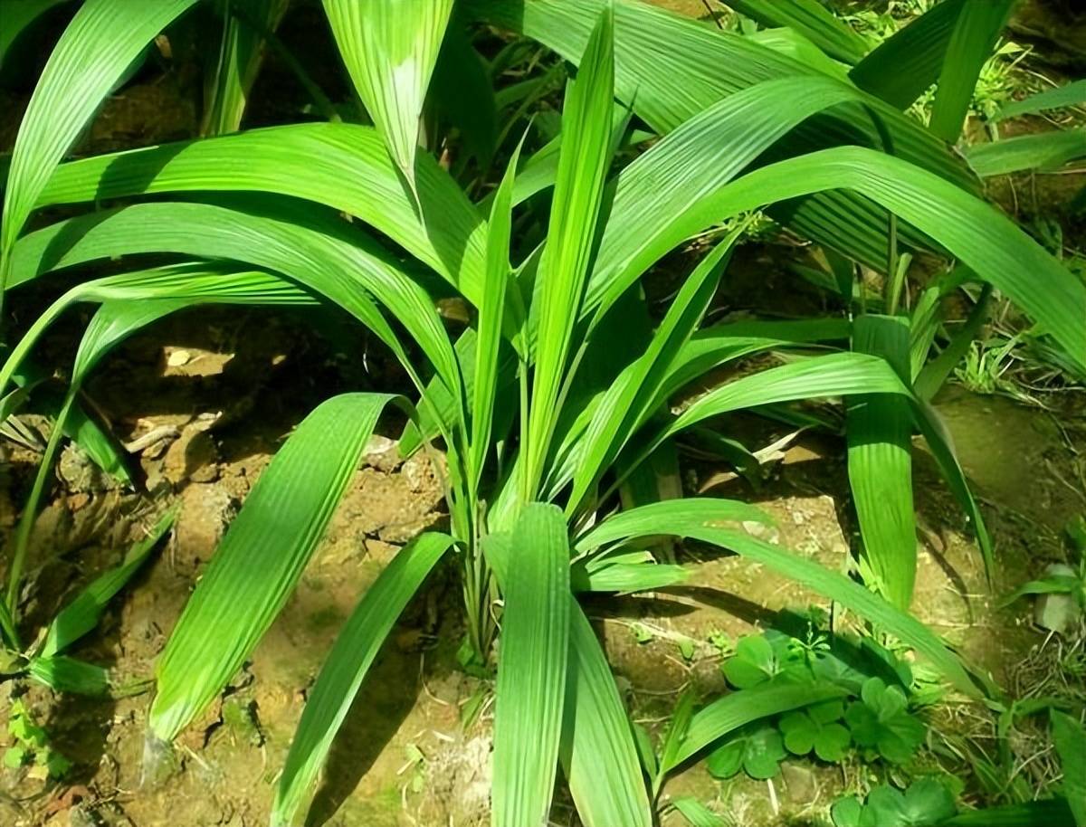 农村山里的野草,老农称"地棕",根部卖40一斤,长相似"竹叶"_植株_价值