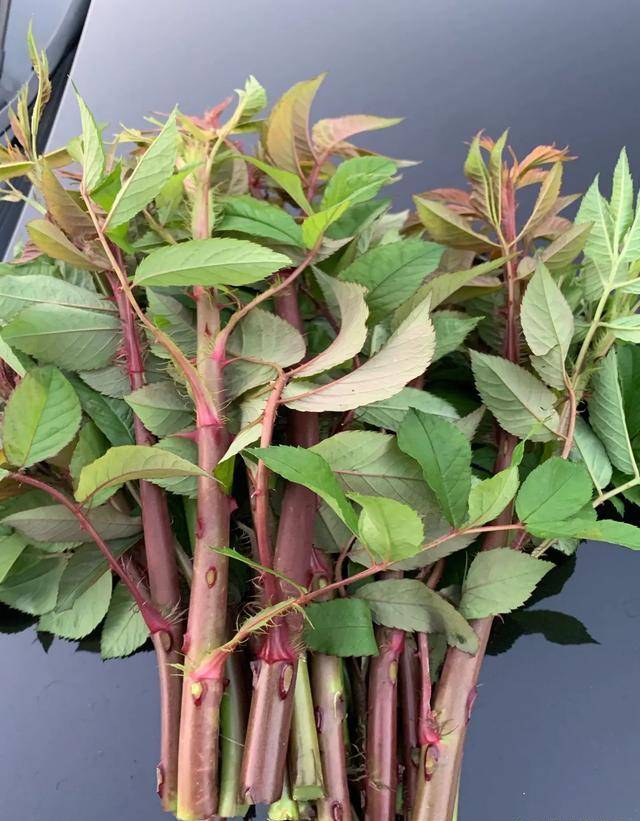 小时候物质匮乏,经常和小伙伴们去沟边摘这个东西的嫩茎吃,专挑那种又