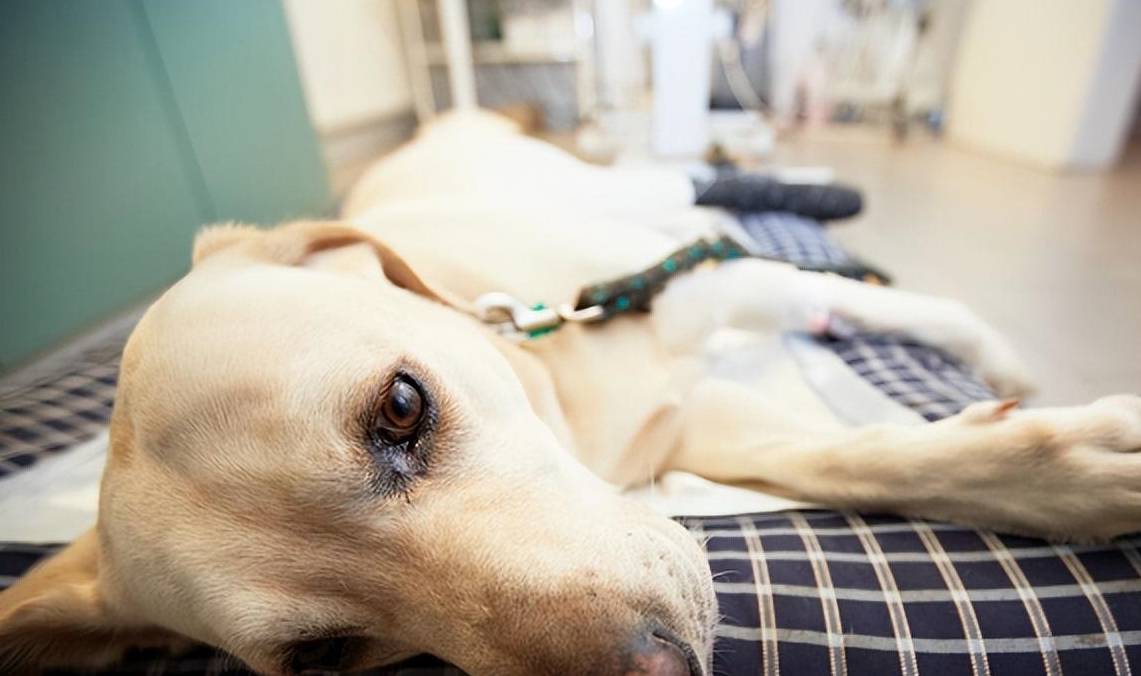 狗狗身体"难受"的表现,主人一旦发现,就不要轻视了_情况_屁股_肛门