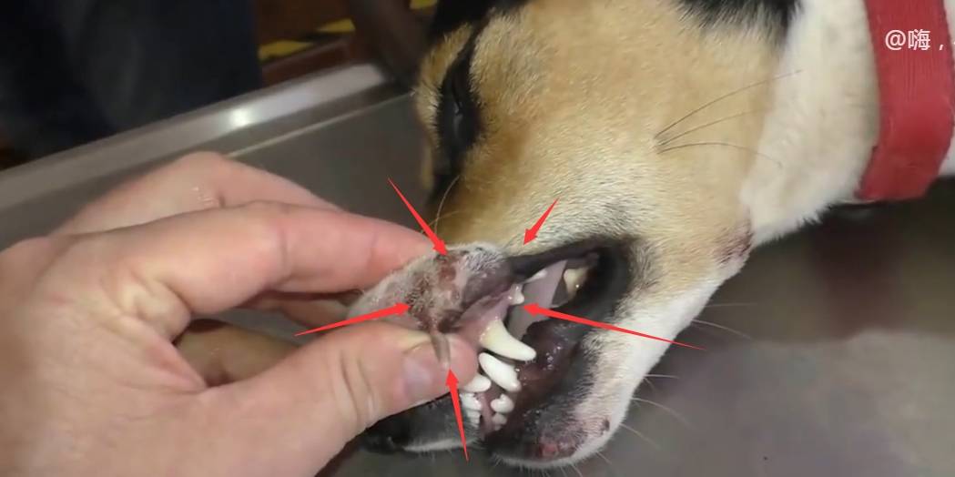 给比格犬按摩放松,没想到挤出无数寄生虫,就像是挤青春痘一样_嘴巴