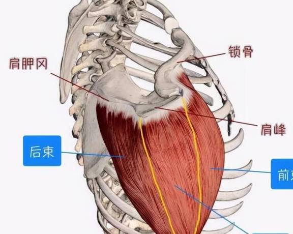 三角肌前束的主要功能是肩關節屈曲,內旋,水平內收,外展,三角肌中束