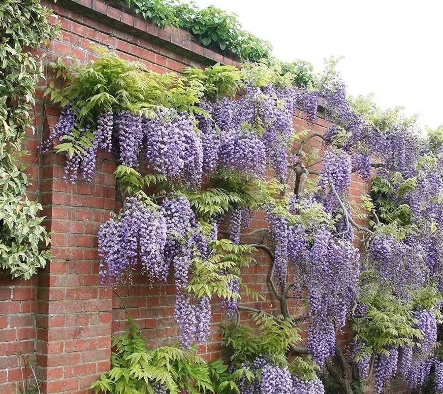 秋天里的葛花,盛开在凡间的精灵_葛根_解酒_植物