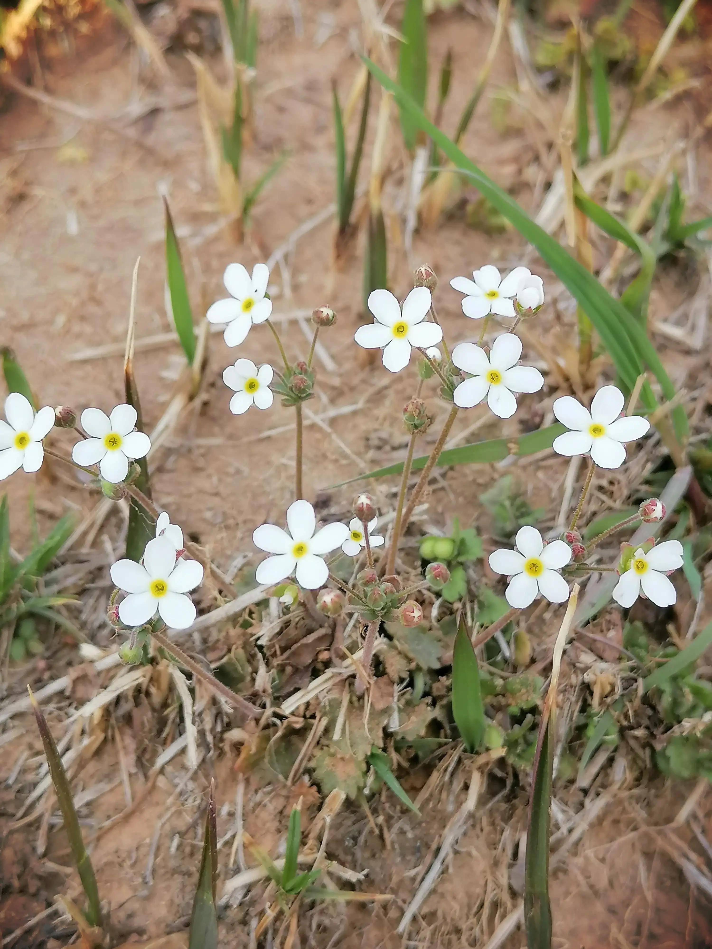 点地梅生机勃勃&点亮大地_花朵_爱情_玫瑰