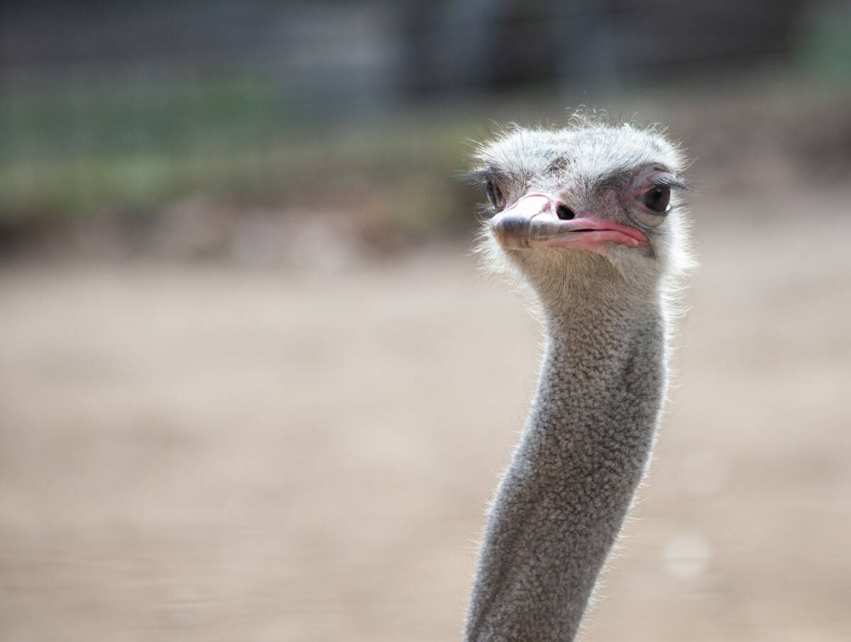 鸵鸟不是傻鸟,埋头躲避天敌是谣传,一天埋头4000次的鸵鸟在干啥_低头