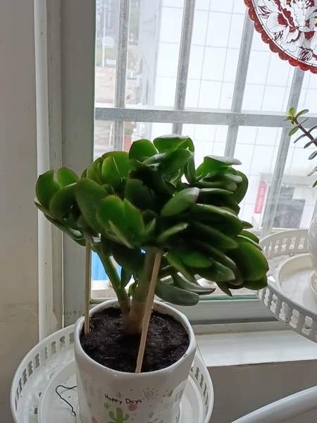 型常绿灌木别 名景天树,胖娃娃,玻璃翠,肉质万年青