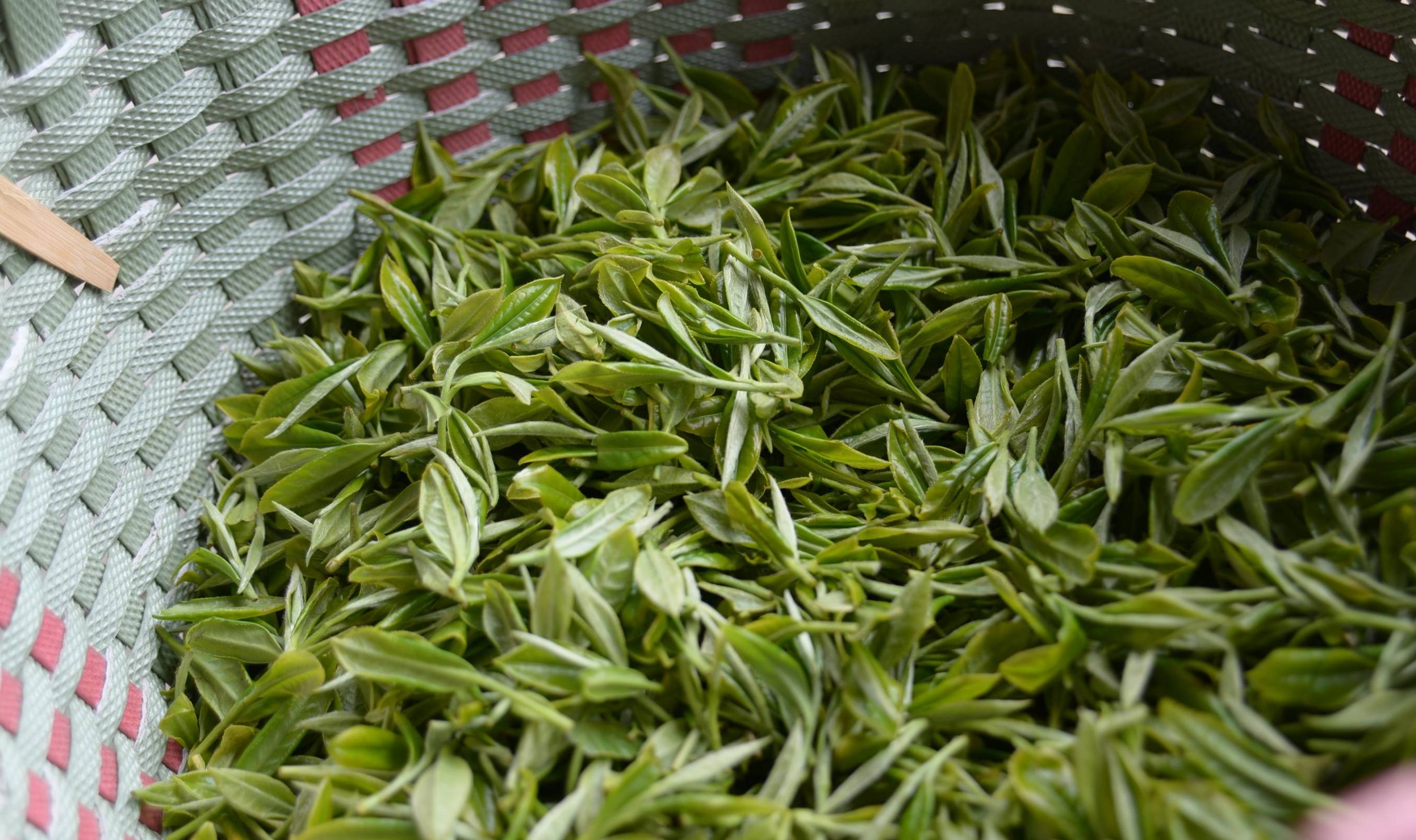 采摘中国版图上的不同山场气候孕育出的不同品种茶芽:小叶种,中叶种