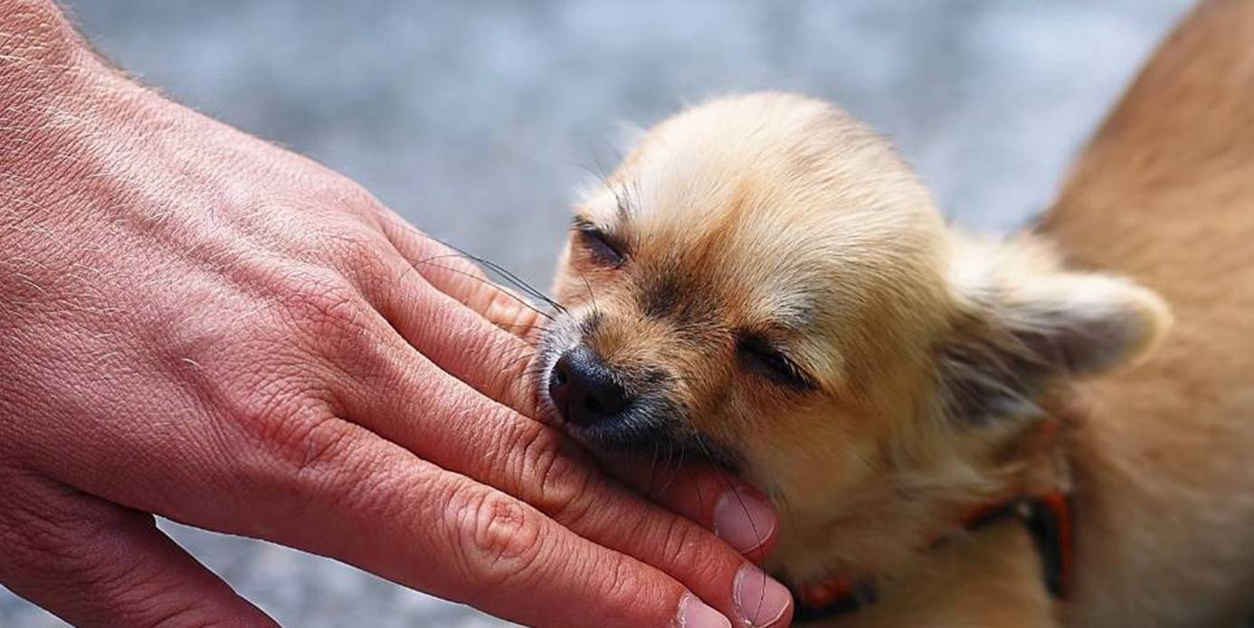 土耳其女子被流浪狗攻擊,難道是狂犬病?_動物_疫苗_寵物