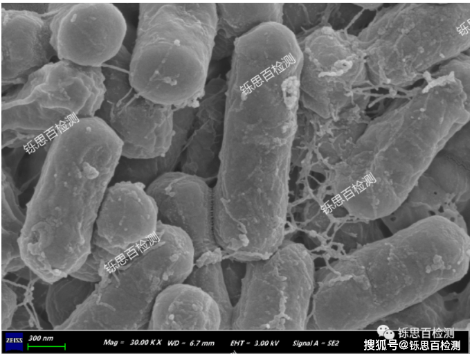 生物扫描电子显微镜（SEM）样品制备_问题_处理_时间