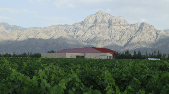 贺兰山峦环抱中的银色高地酒庄身处葡萄园中亲眼目睹葡萄藤的生长,在