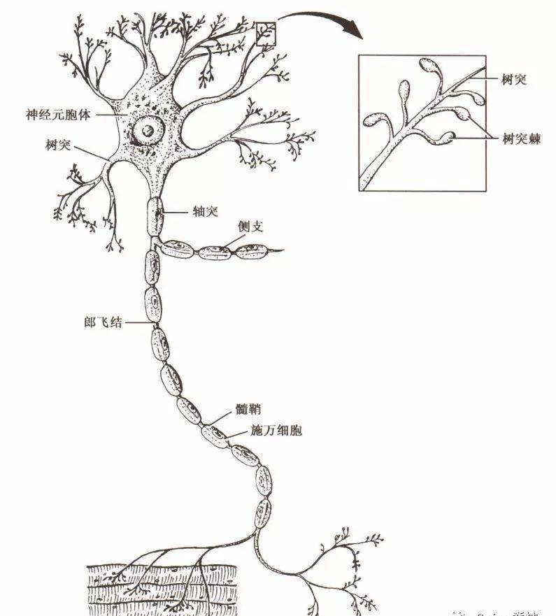 神经组织简笔画图片