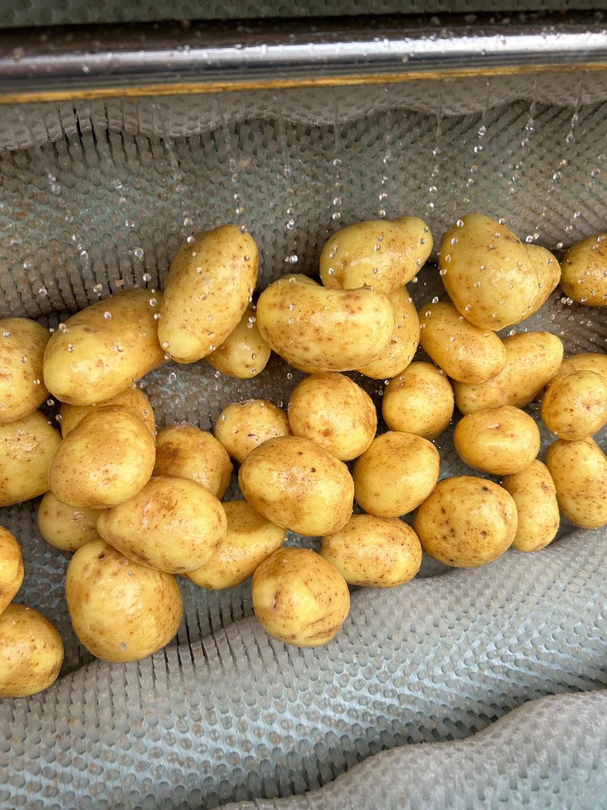 中央厨房里必备的一款,毛滚清洗去皮机的用途有哪些?