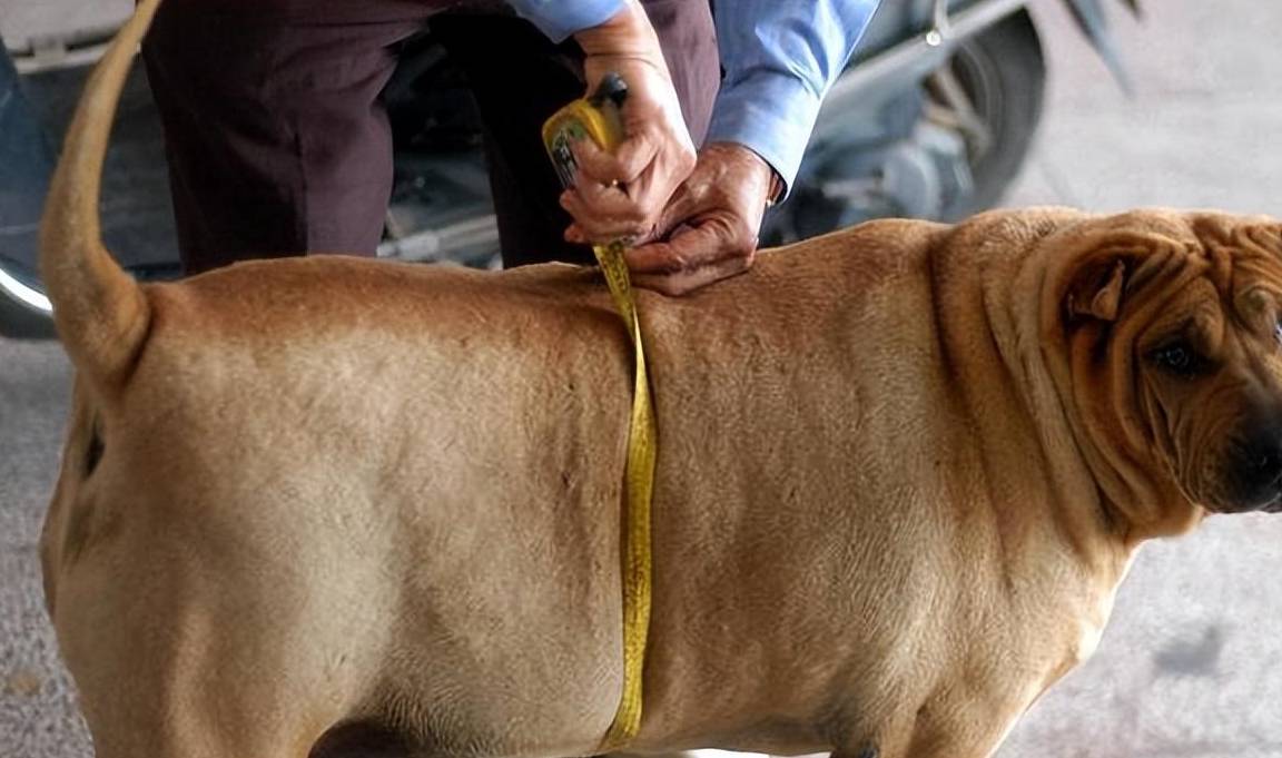 狗狗到底该不该结扎,会不会很危险?