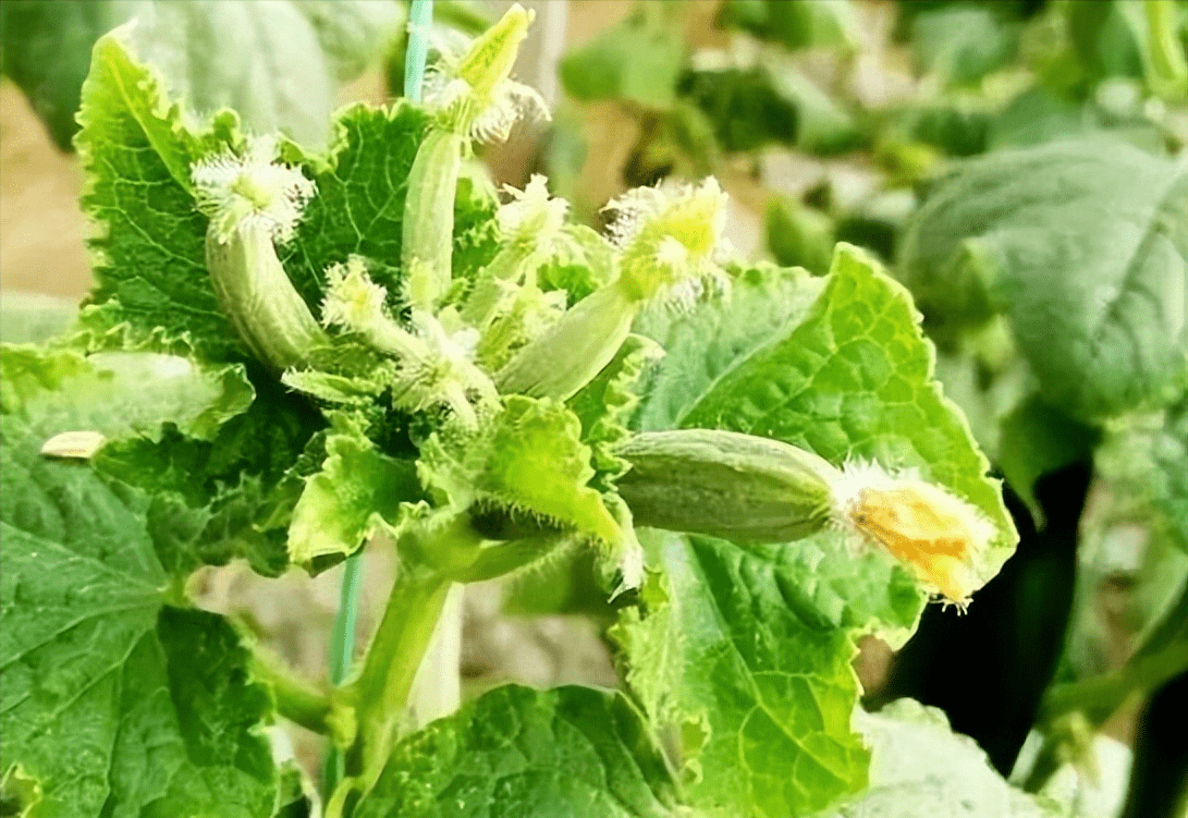 黄瓜花打顶原因及防治对策_根系_植株_土壤