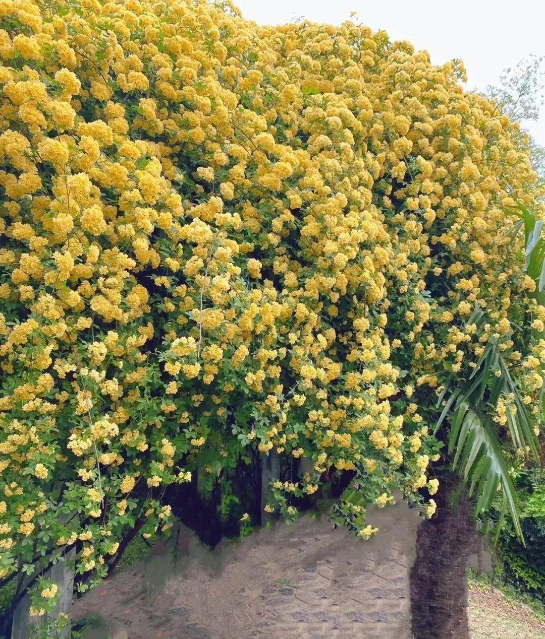 五一出游61花漾鼓楼-故事里的小黄花开好了_木香_古林_公园